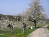 Kirachbaumpfad (17.4.2010)