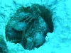 Malapascua