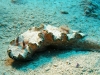 Marsa Alam Tauchurlaub 2011