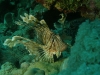 Marsa Alam Tauchurlaub 2011