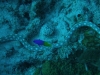 Bonaire Tauchurlaub 3. Tag 1. Tauchgang