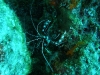 Bonaire Tauchurlaub 3. Tag 3. Tauchgang